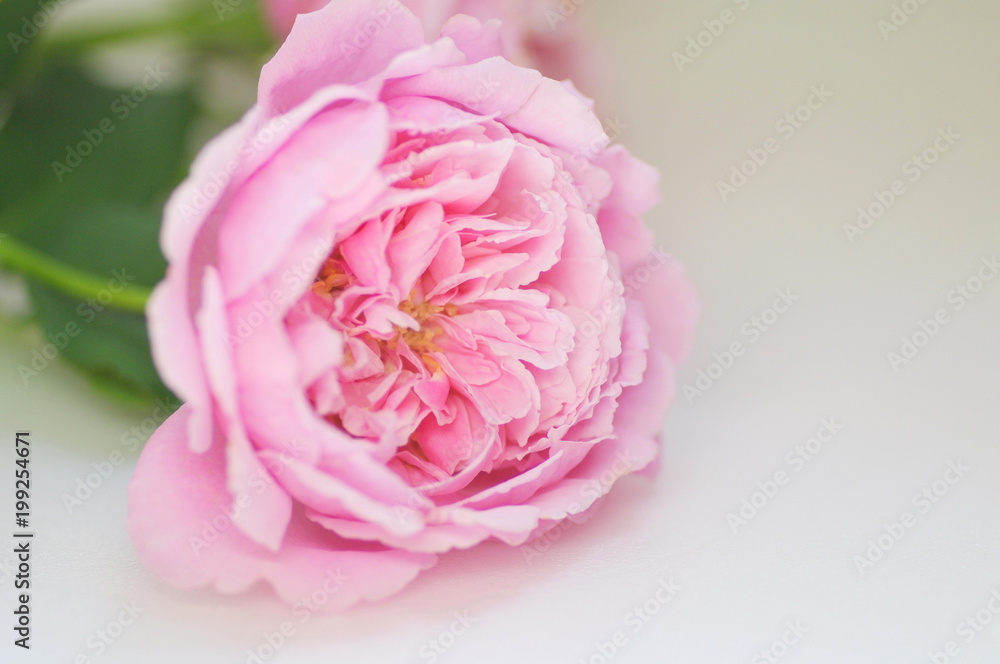 ピンクのバラの花 ピンクのバラの花