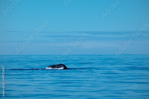 A young sperm whale diving and just showing its tail flukes 