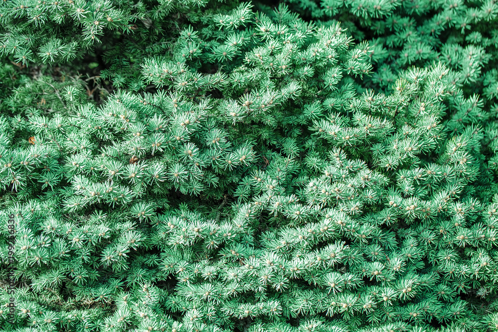Green spruce branches as a textured background. Green spruce blue spruce. Selective focus. Green spruce branches as a textured background. Green spruce blue spruce. Selective focus.