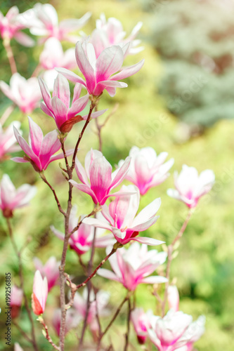 Beautiful flowering Magnolia tree with pink flowers. Spring background. © Anna