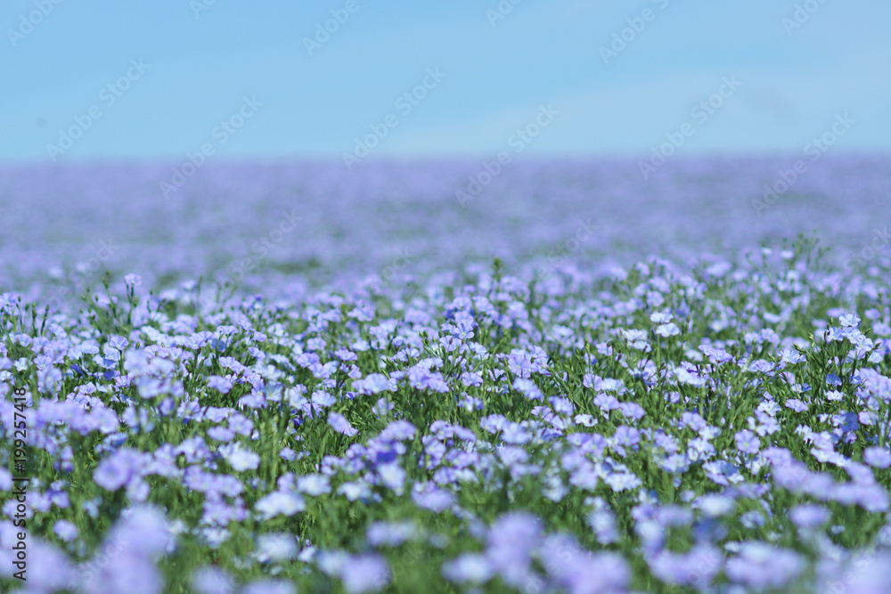 Flax field blooming, flax agricultural cultivation. - obrazy, fototapety, plakaty 