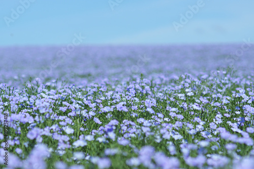 Flax field blooming  flax agricultural cultivation.