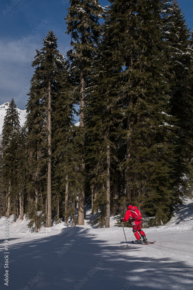 A skier rides a coniferous forest against the backdrop of the mountains.