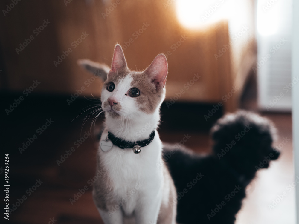 Alert young white and brown cat with poodle in background Alert young white and brown cat with poodle in background