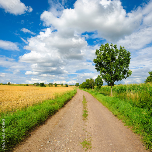 Agricultural Landscape in Summer, Dirt Road through Fields of Wheat and Maize