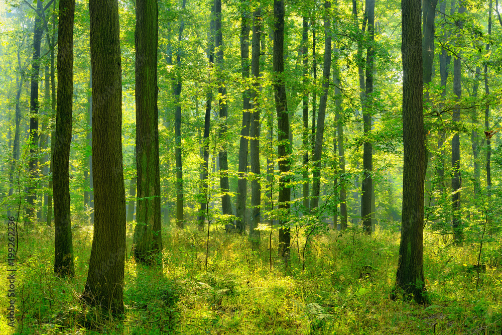 Fototapeta premium Słoneczny naturalny las dębów