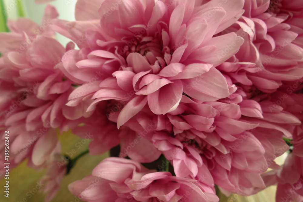 Beautiful pink flowers of a carnation close-up - work of a florist
