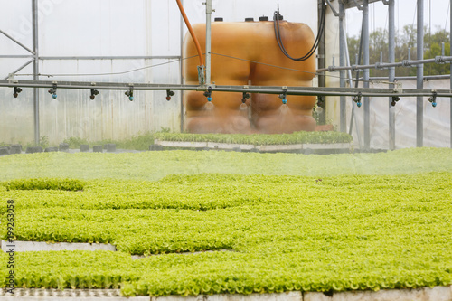 Sprinkler system in greenhouse hall with young green seedlings being grown. Agriculture industry, fresh produce, mass production and commercial trade concept and textured background. 