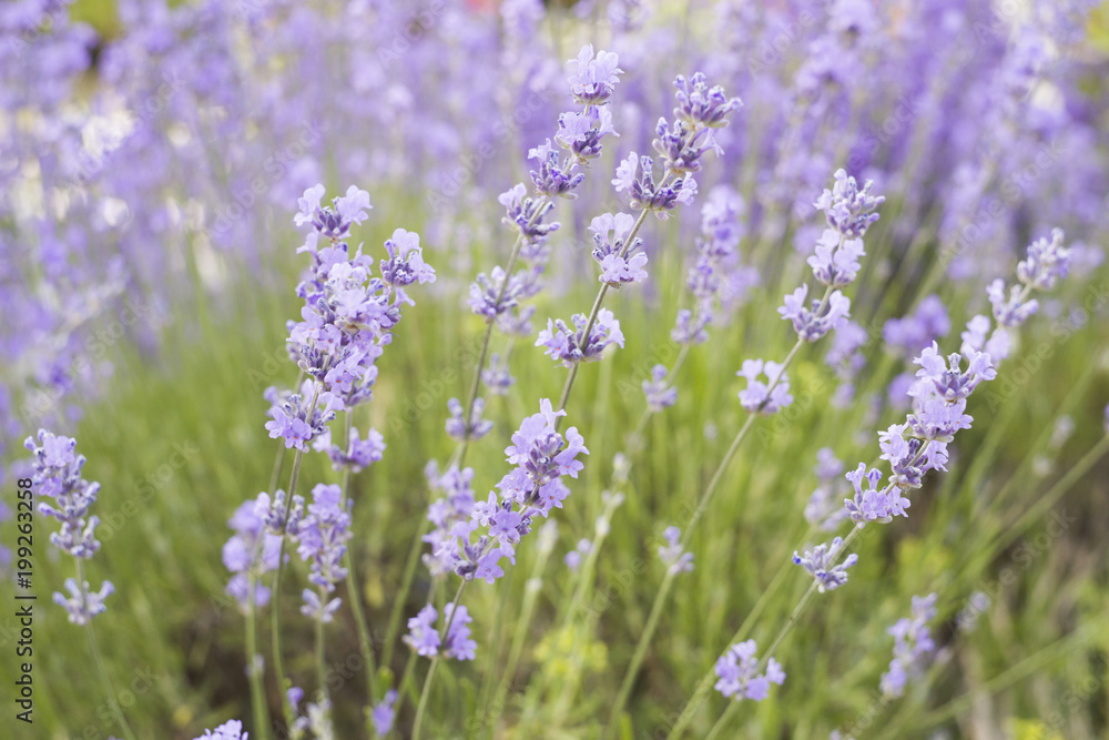 Fototapeta premium Lavender bushes closeup on evening light. Purple flowers of lavender. Provence region of france.