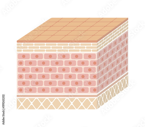 Layer of human skin illustration ( no text) 