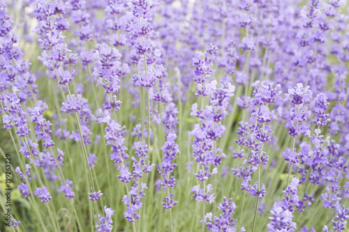 Lavender bushes closeup on evening light. Purple flowers of lavender. Provence region of france.