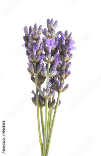 Bunch of lavender on a white background.