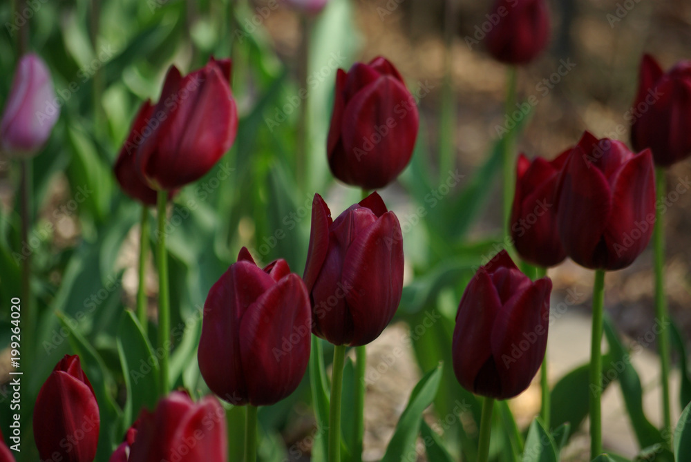 Tulipe rouge carmin Tulipe rouge carmin