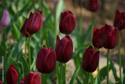 Tulipe rouge carmin