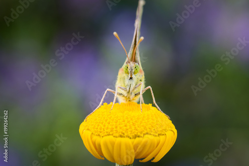 Farfalla su fiore photo