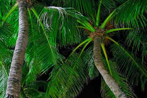 Coconut palms crown is illuminated by street lighting on a tropical night. Concept tropical night. Bottom view.