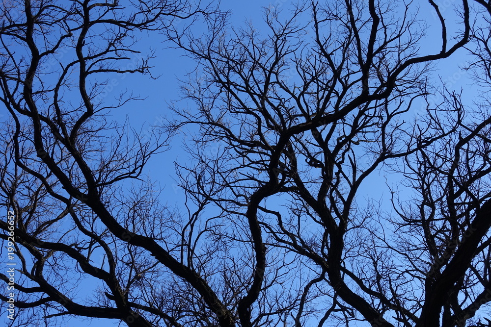Black branches of Robinia pseudoacacia against blue sky Black branches of Robinia pseudoacacia against blue sky