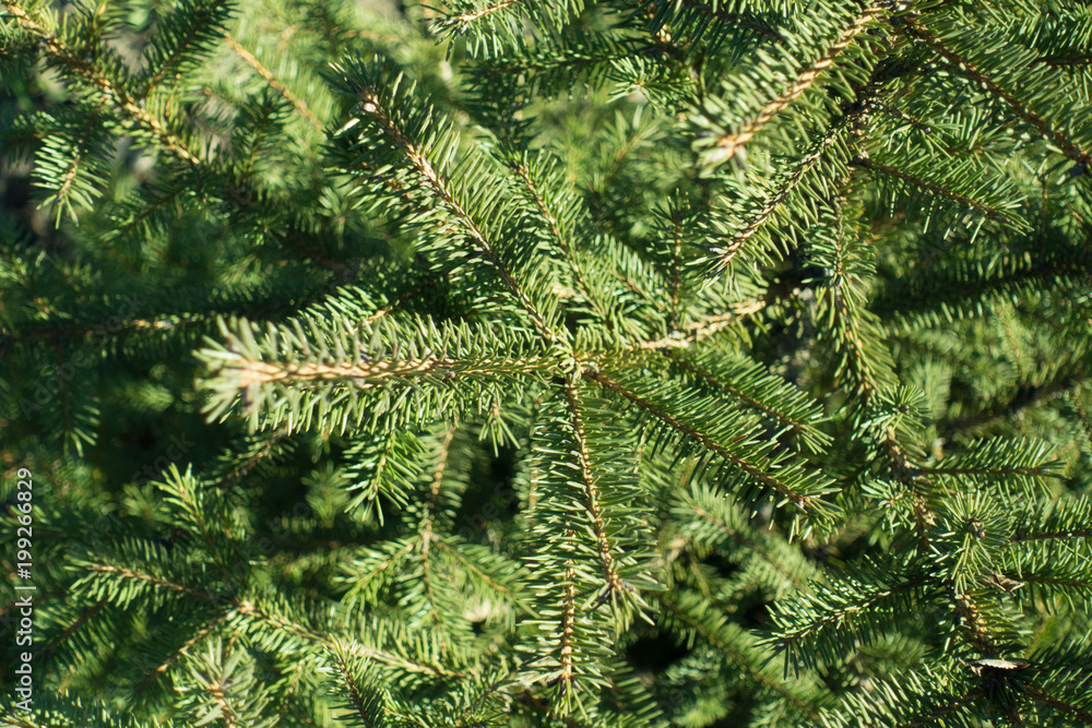 Closeup of green needle like leaves of spruce Closeup of green needle like leaves of spruce