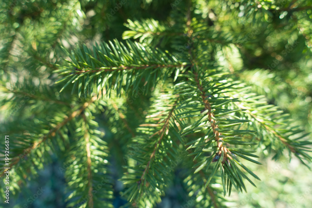 Needle like green leaves of spruce tree