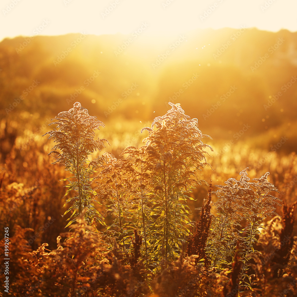 autumn golden field background. Outdoor sunny natural photo