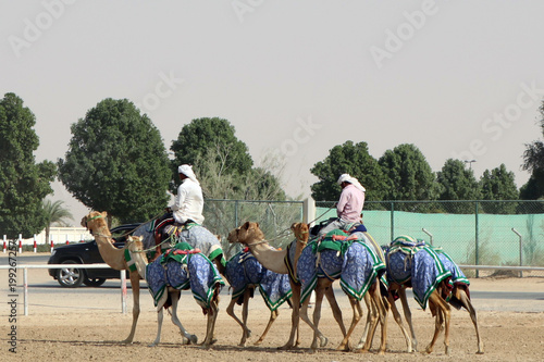 Camel drivers. Dubai. Training camels before the competition.