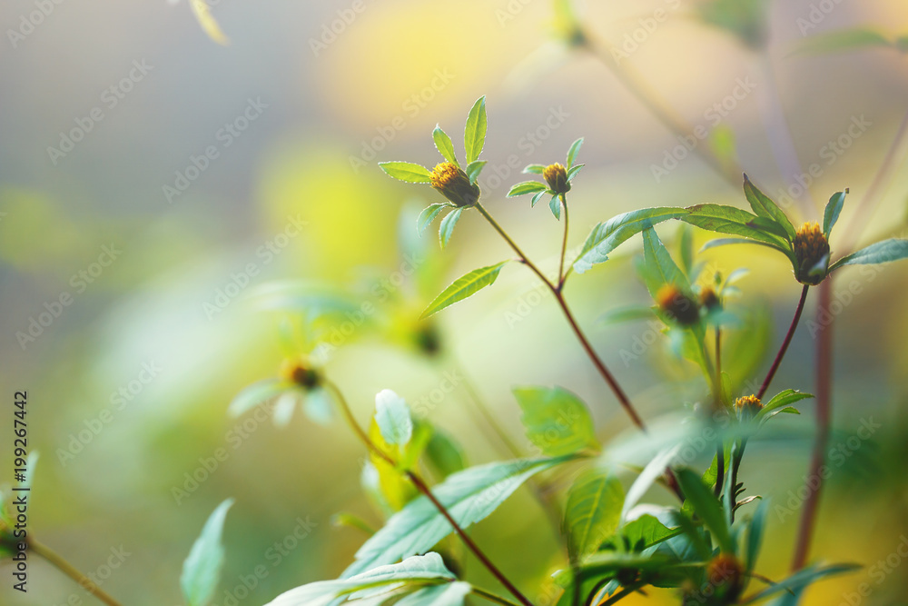 Obraz premium Flowers in spring. Nature