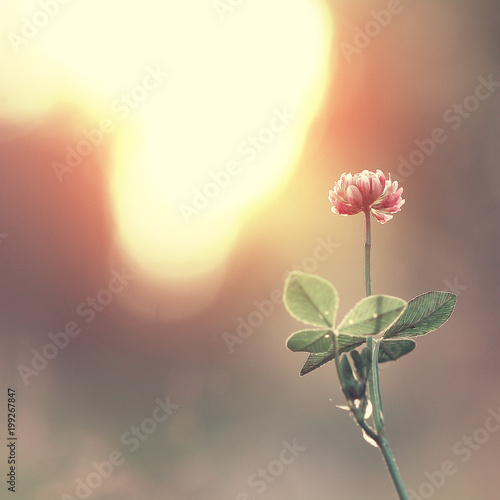 Vintage flower clover on the background of sunrise