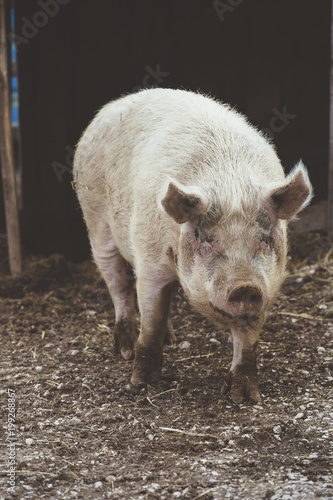 Big swine on farm photo