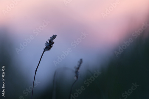 Nature spring. Flowers and plants in field at evening sunset background and pink blue background