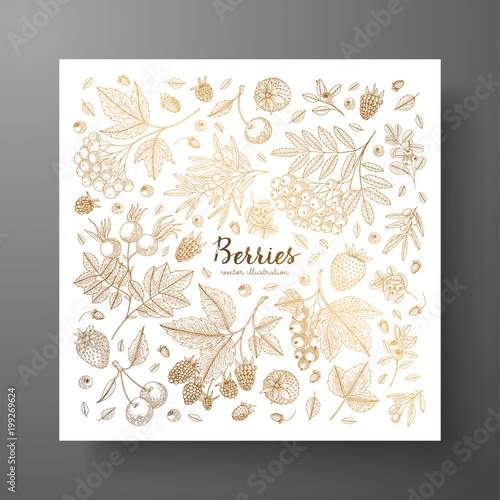 Square golden card with berries. Eco organic food. Vintage engraving. Design templates for menu, promotion, advertising, greeting cards, wrapping paper, cosmetics packaging, labels, flyer.