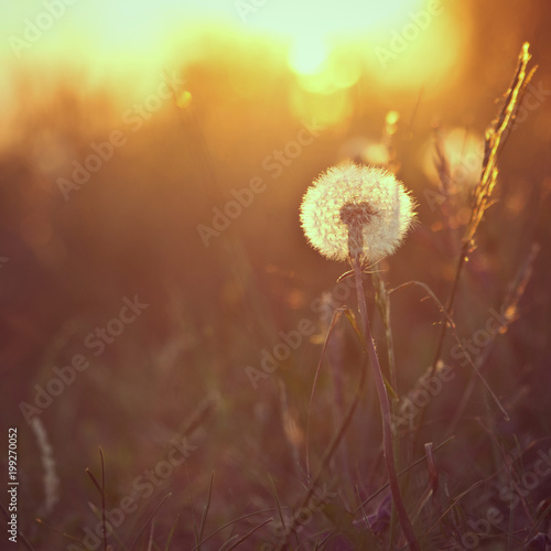 Nature. Meadow dandelion in field at sunshine