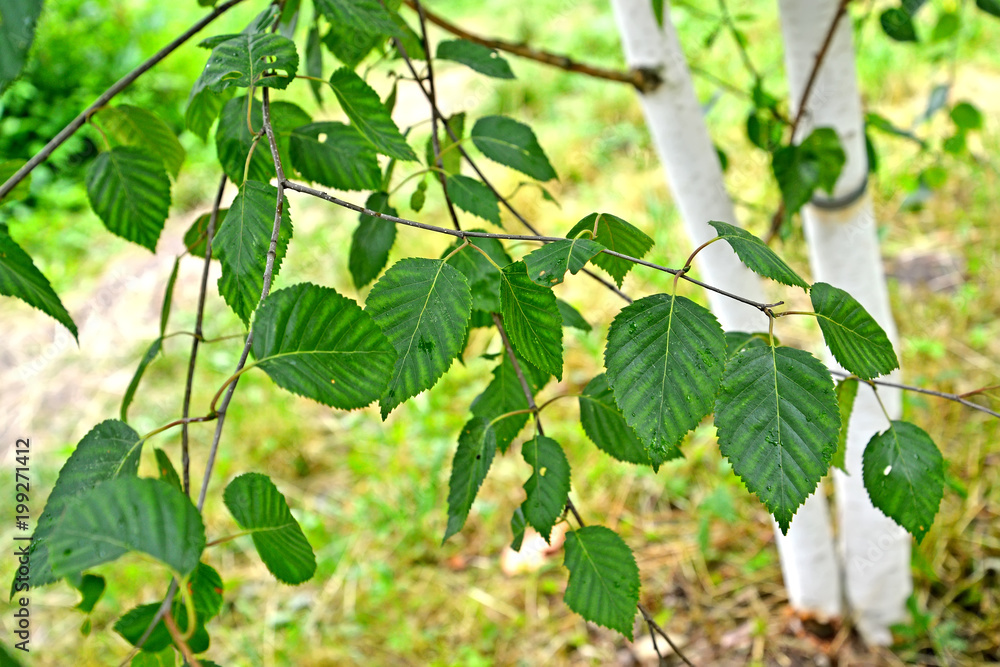 Obraz premium Brzoza przydatna (Himalaya) (Betula utilis D.Don), gałąź z liśćmi na tle pnia