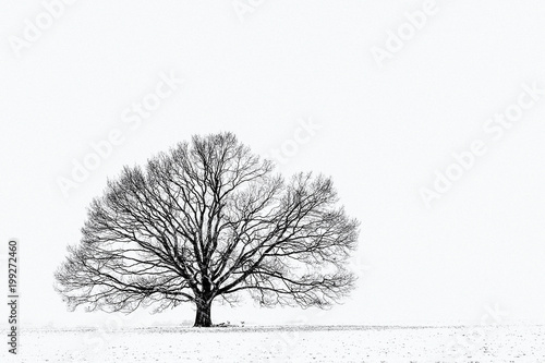 simplicitiy in winter #3