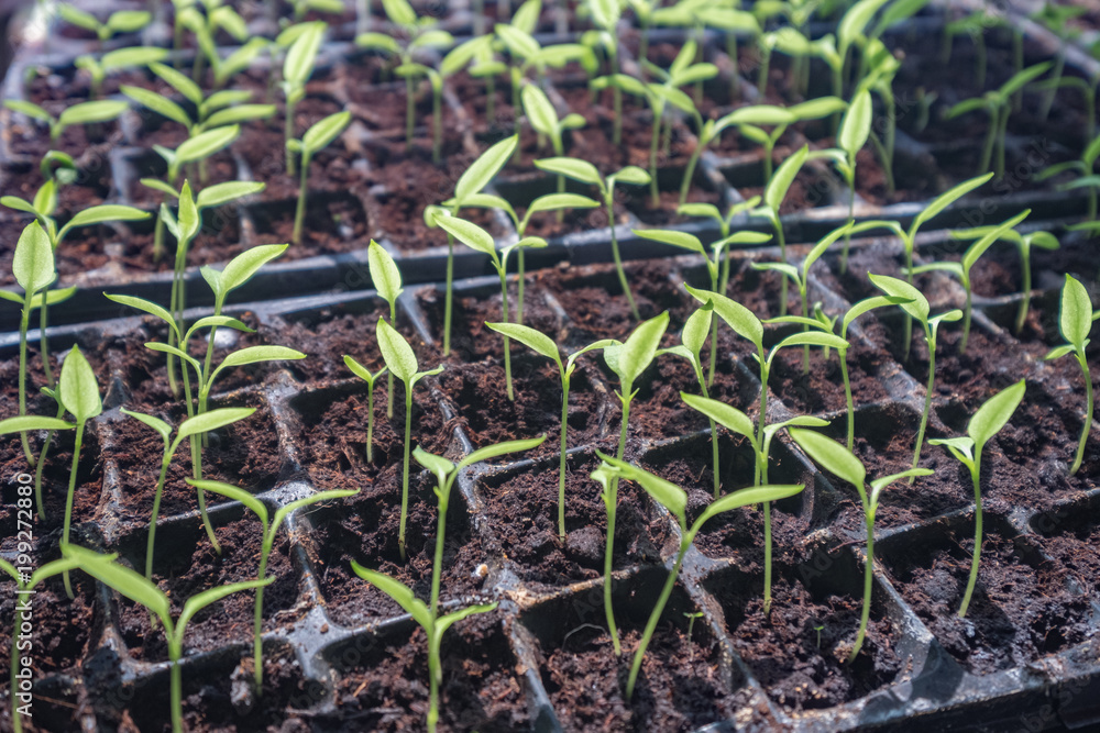 Fototapeta premium selective Close-up of green seedling.Green salad growing from seed