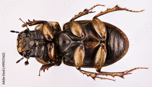 Focus Stacking - Dung Beetle, Aphodius fimetarius photo
