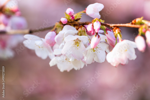 Close up of pink and white cherry blossoms in Spring. Full blooming sakura with blurred background