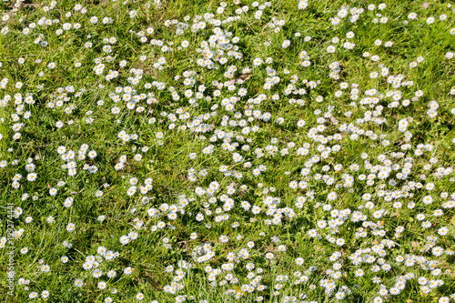 viele Gänseblümchen auf einer Frühlingswiese