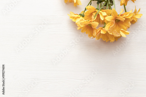 Chrysanthemum flower isolated on white wooden surface background with copy space.