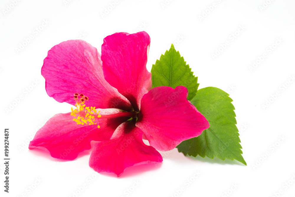 Pink Hibiscus with leaf on a white background Pink Hibiscus with leaf on a white background