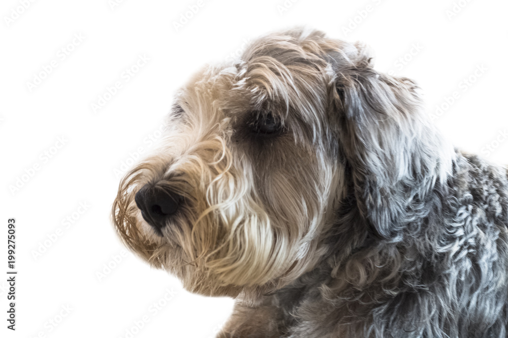 Yorkshire Terrier isolate on white background,front view , technical cost-up.Clipping path