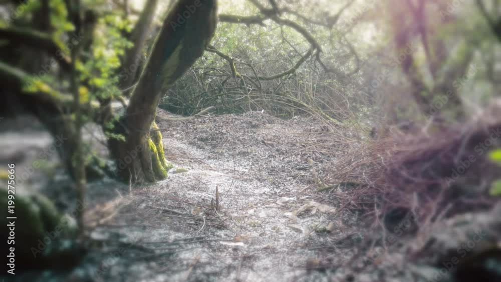 Walking Through Petal Covered Forest Path Walking Through Petal Covered Forest Path