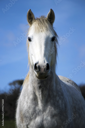 Beautiful white horse , mare, stallion against blue sky with white fluffy clouds and green field