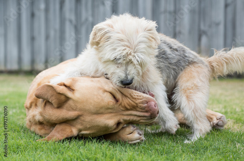 Photography Two mixed breed dogs playing together