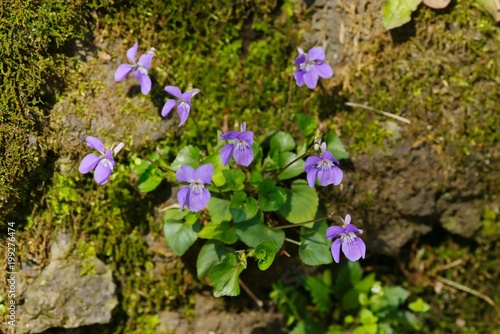 Viola grypoceras (Tachitsubosumire)
