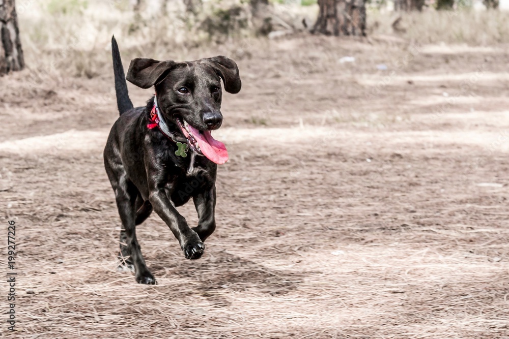 Cane nero che corre nel bosco