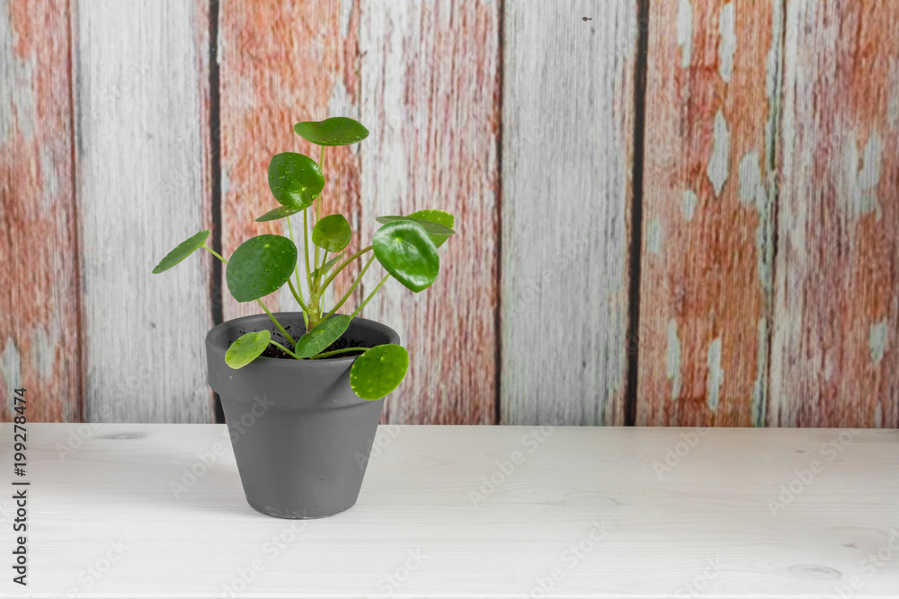 Pilea peperomioides, money plant in the pot. Isolated. Wooden background. Pilea peperomioides, money plant in the pot. Isolated. Wooden background.