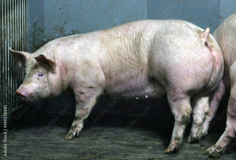 Pigs in stable. Farming Pigs in stable. Farming