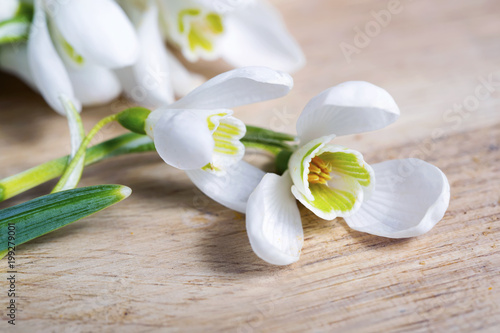 Snowdrop flowers isolated on wooden background