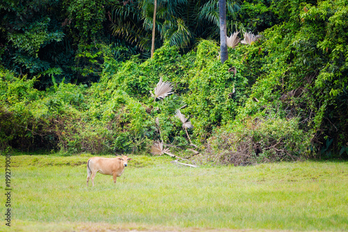 Fauna of Koh Lanta Noi