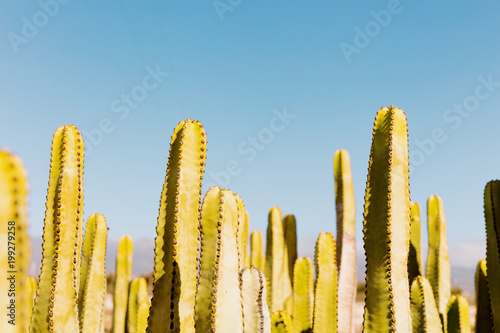 Cactus on sunset with clear blue sky on background